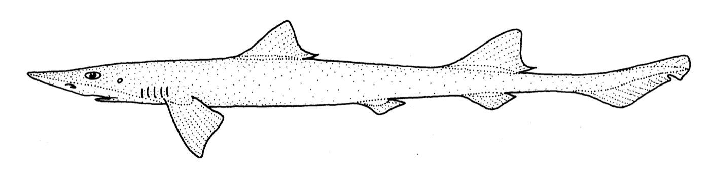 Guide illustration of Gollum attenuatus in lateral view; not to scale.