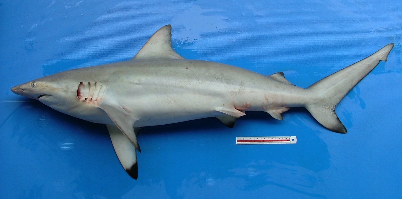 Graceful shark reference photograph showing the slim body and long pointed fins; not to scale.