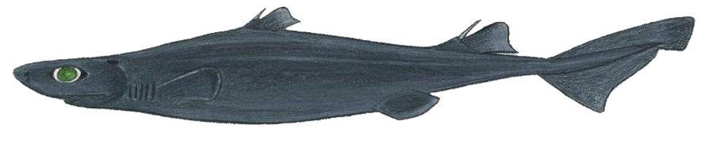 Great lanternshark reference photograph showing the dark body and narrow lanternshark profile; not to scale.