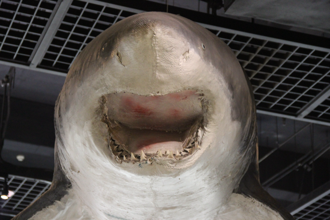 Great white shark specimen photograph used as bundled guide art.