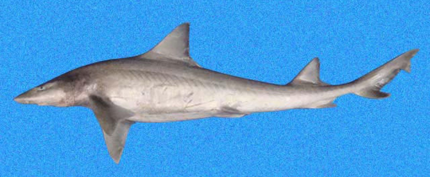 Gulf smoothhound reference photograph showing the slim body and short rounded fins; not to scale.