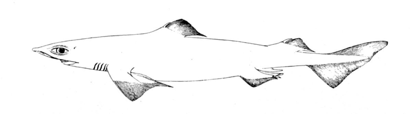 Historic gulper shark reference image showing the long snout and large greenish eye; not to scale.