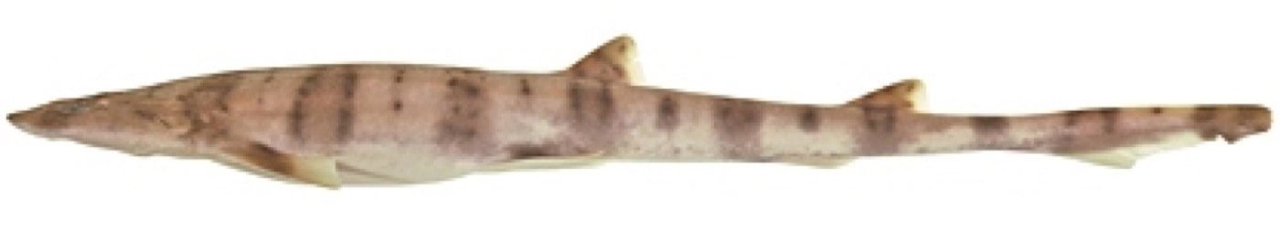 Halaelurus sellus specimen profile from the Australian National Fish Collection; not to scale.