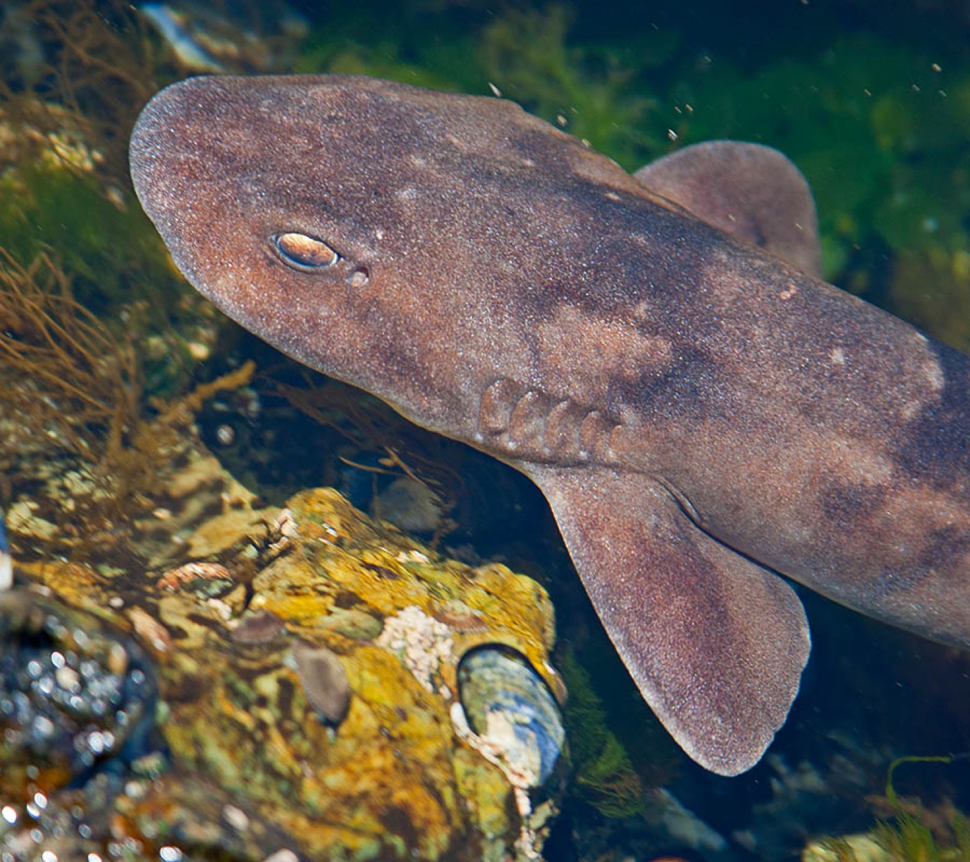 Brown shyshark photograph showing the compact body and mottled brown patterning; not to scale.