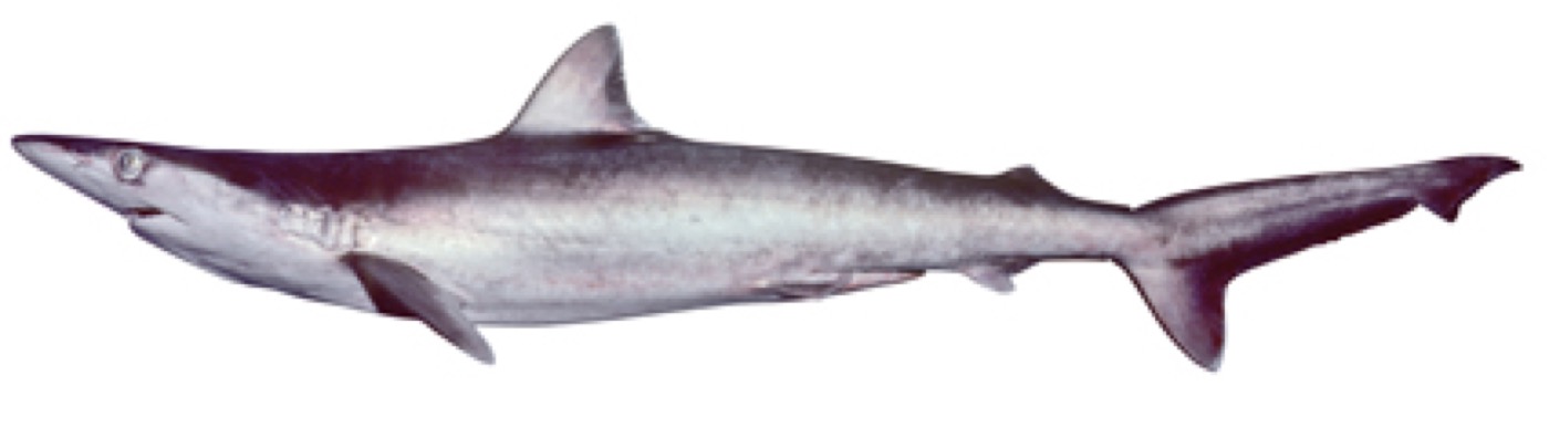 Hardnose shark reference photograph showing the narrow snout and compact body; not to scale.