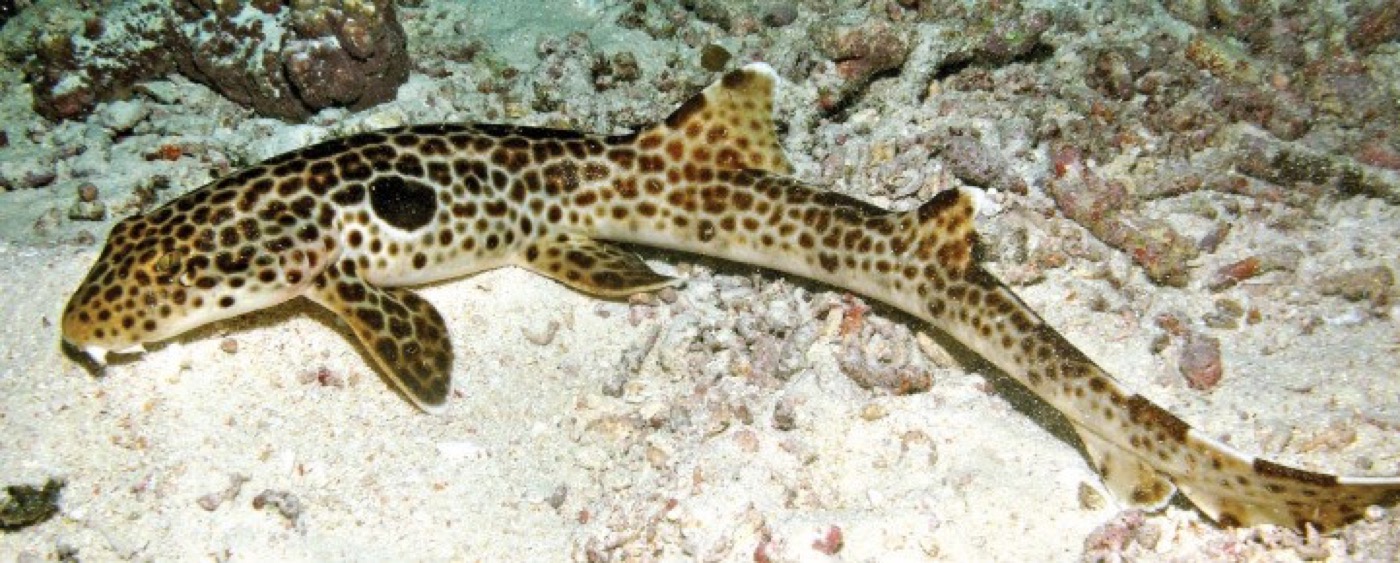 Leopard epaulette shark reference photograph showing the spotted body and narrow head; not to scale.