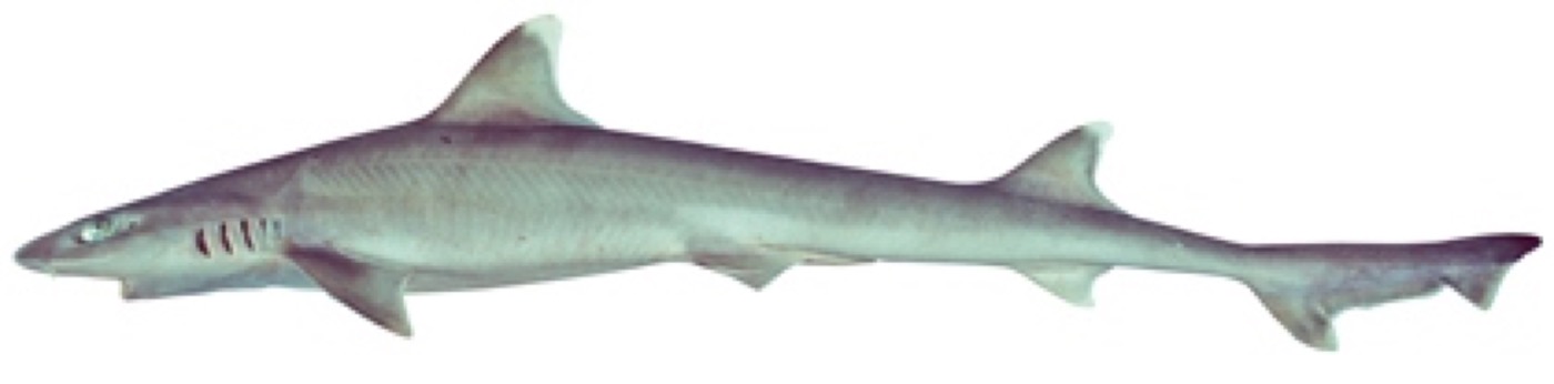 Hemitriakis abdita specimen profile from the Australian National Fish Collection; not to scale.