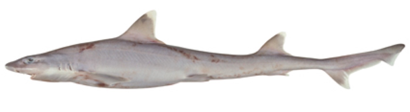 Hemitriakis falcata specimen profile from the Australian National Fish Collection; not to scale.