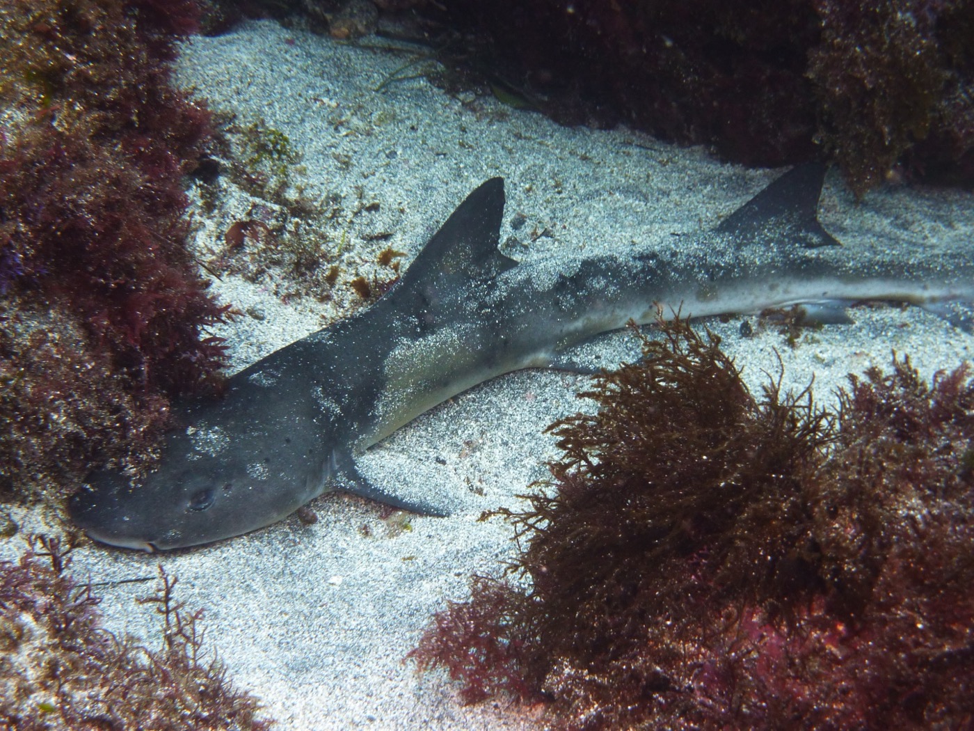 Japanese topeshark photograph showing the long snout and slim houndshark body; not to scale.