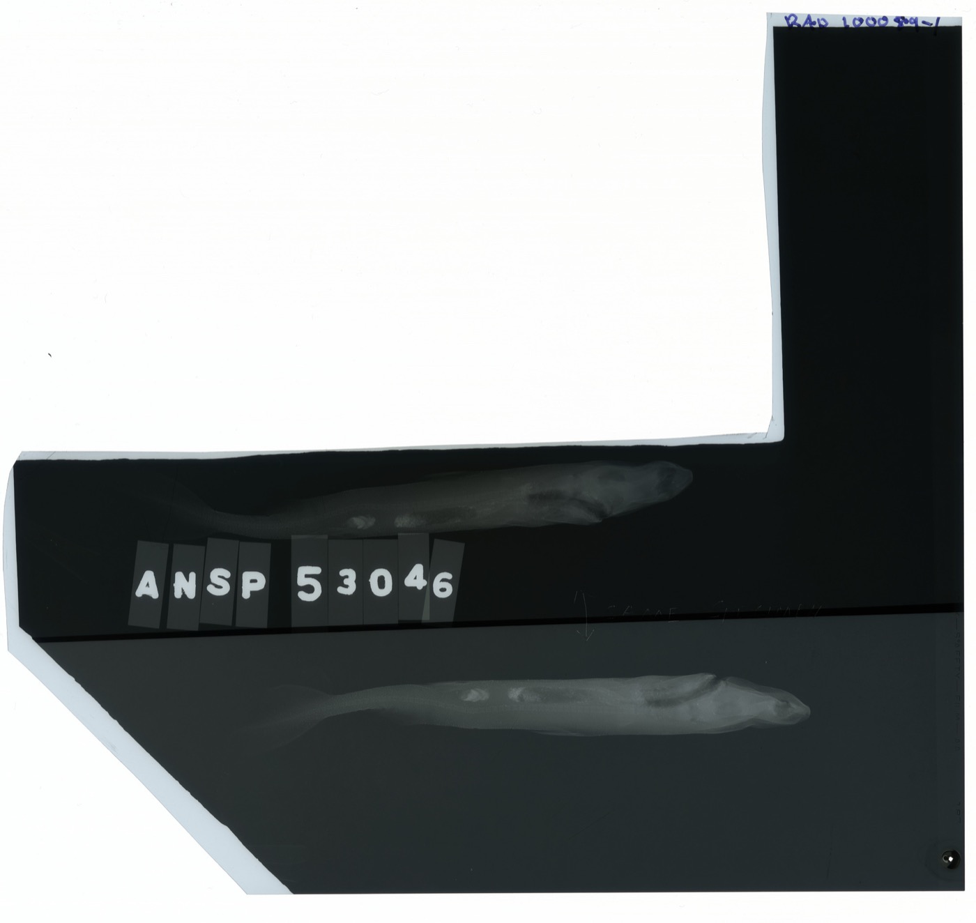 USNM specimen photograph of Heteroscymnoides marleyi in lateral view; not to scale.