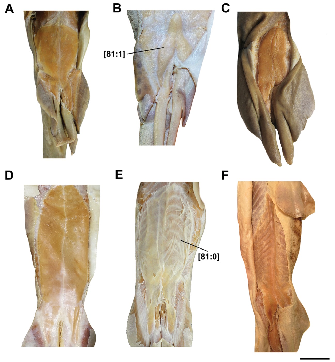 Scientific figure plate including a Holohalaelurus regani specimen detail from a comparative catshark anatomy study; not to scale.
