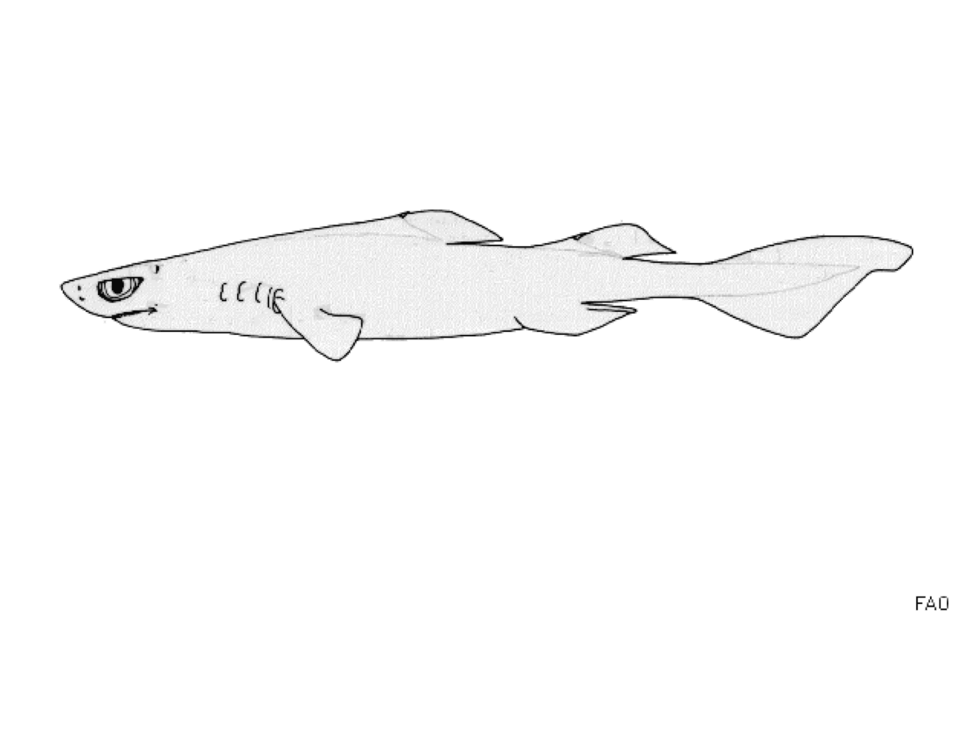 Hooktooth dogfish illustration showing the slim dogfish profile and pointed snout; not to scale.