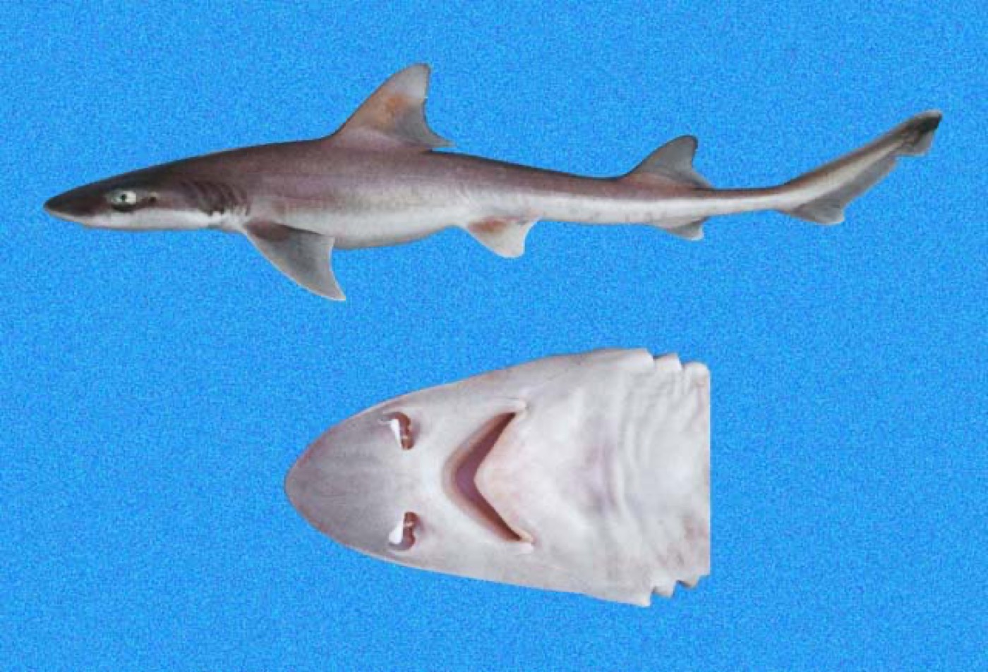 Humpback smooth-hound reference photograph showing the compact body and smoothhound snout profile; not to scale.