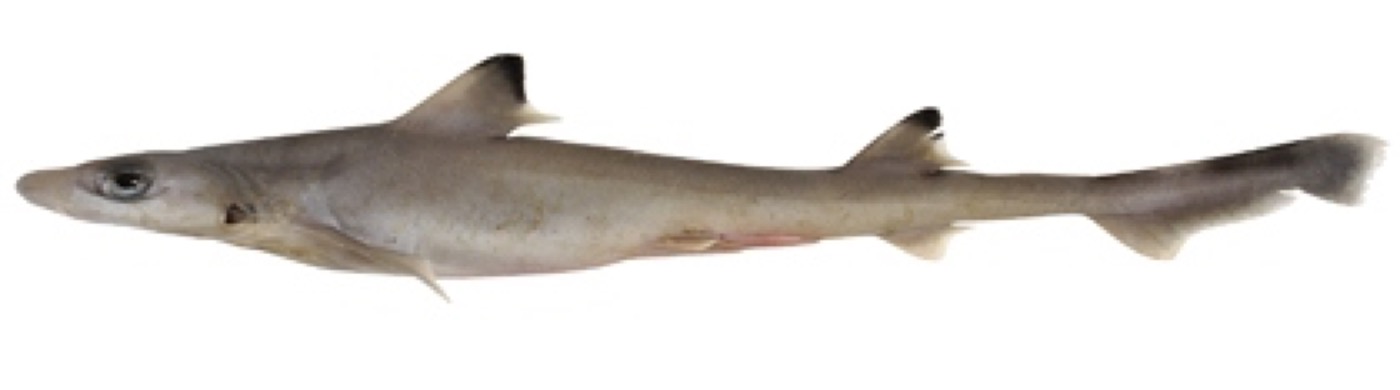 Iago garricki specimen profile from the Australian National Fish Collection; not to scale.