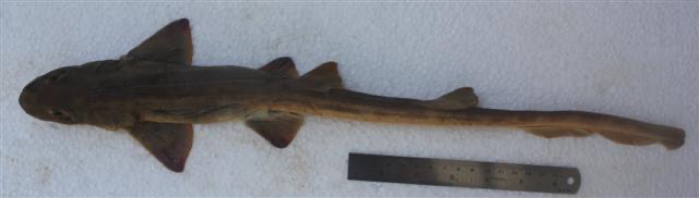 Indonesian bamboo shark reference photograph showing the slim body and soft banding; not to scale.