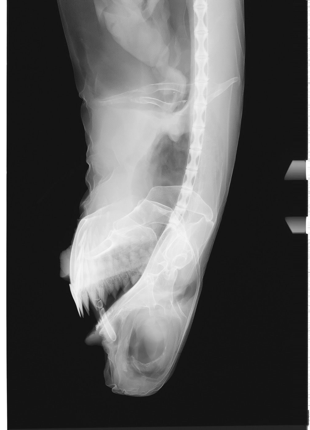 USNM specimen photograph of Isistius plutodus in profile; not to scale.