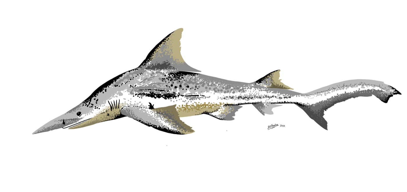 Digital illustration of the daggernose shark with the elongated snout emphasized; not to scale.