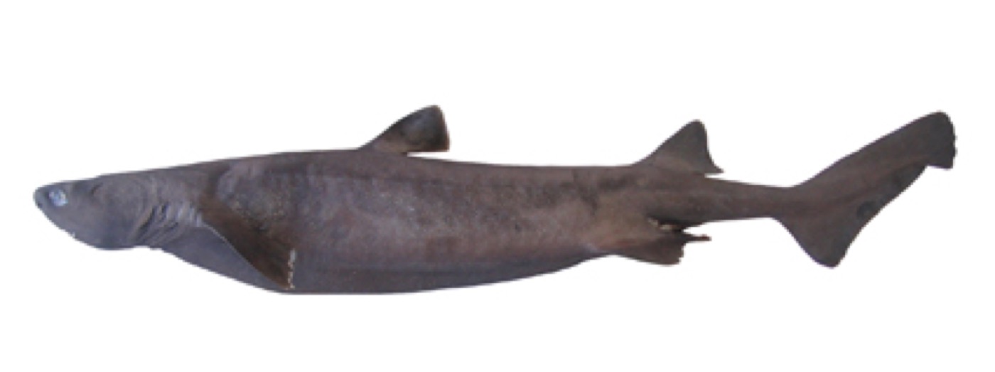 Kitefin shark reference photograph showing the thick deep-sea body and broad rounded fins; not to scale.