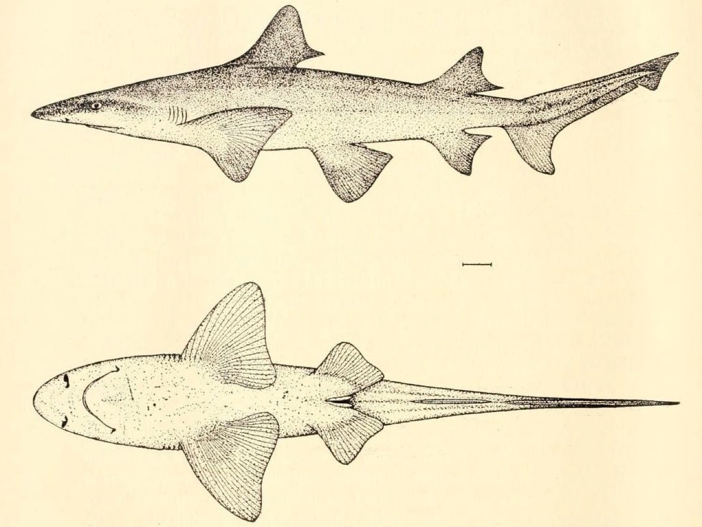 Historical scientific plate of Lamiopsis tephrodes in lateral view; not to scale.