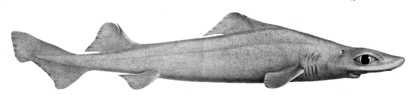Historic leafscale gulper shark reference image showing the slim deep-sea body and long snout; not to scale.