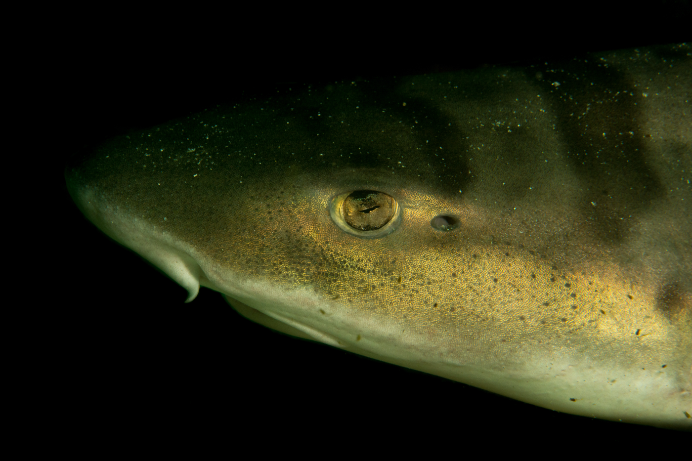 Photograph of a leopard shark showing the saddle-like dorsal pattern used for easy coastal identification; not to scale.