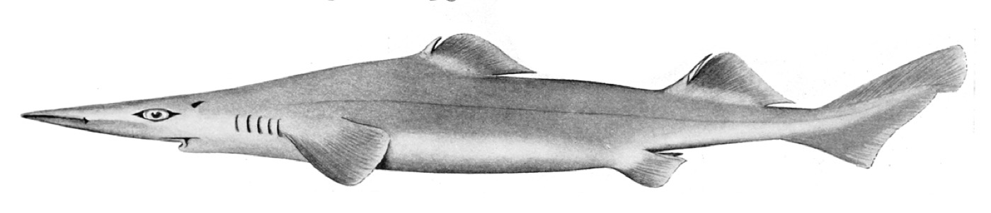 Historic longsnout dogfish illustration showing the long snout and deep-sea fin profile; not to scale.