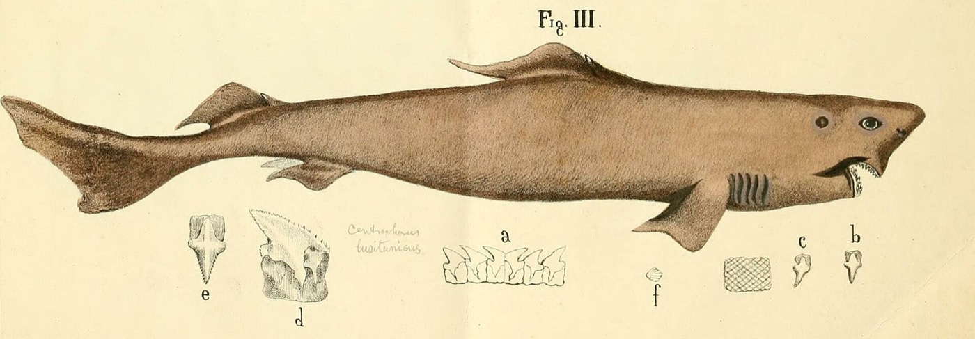 Historic lowfin gulper shark plate showing the slender body and deep-sea fin placement; not to scale.