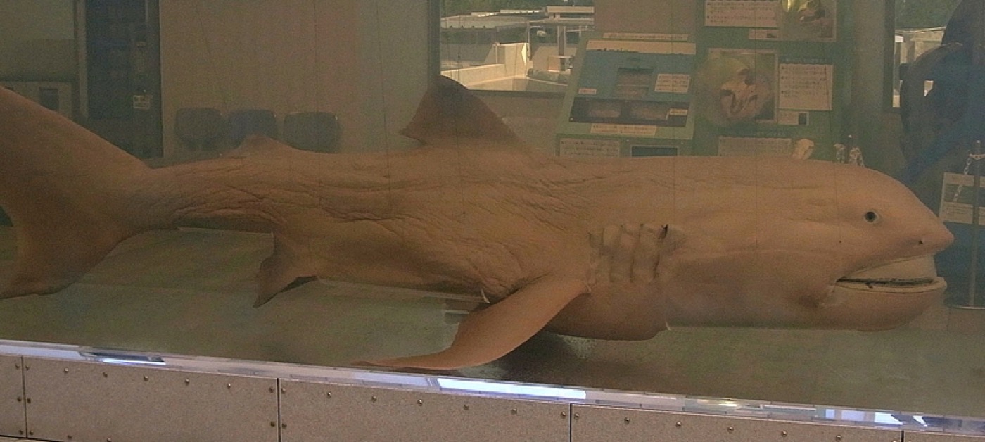 Megamouth shark specimen photograph showing the broad mouth and soft-bodied profile; not to scale.