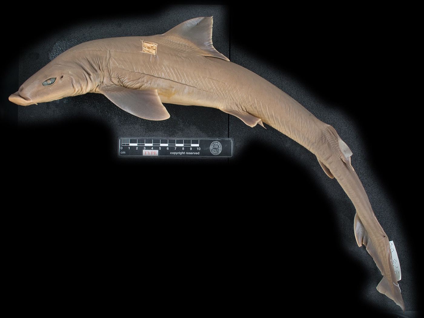Blackspotted smooth-hound specimen photograph showing the slender body and small dorsal fins; not to scale.