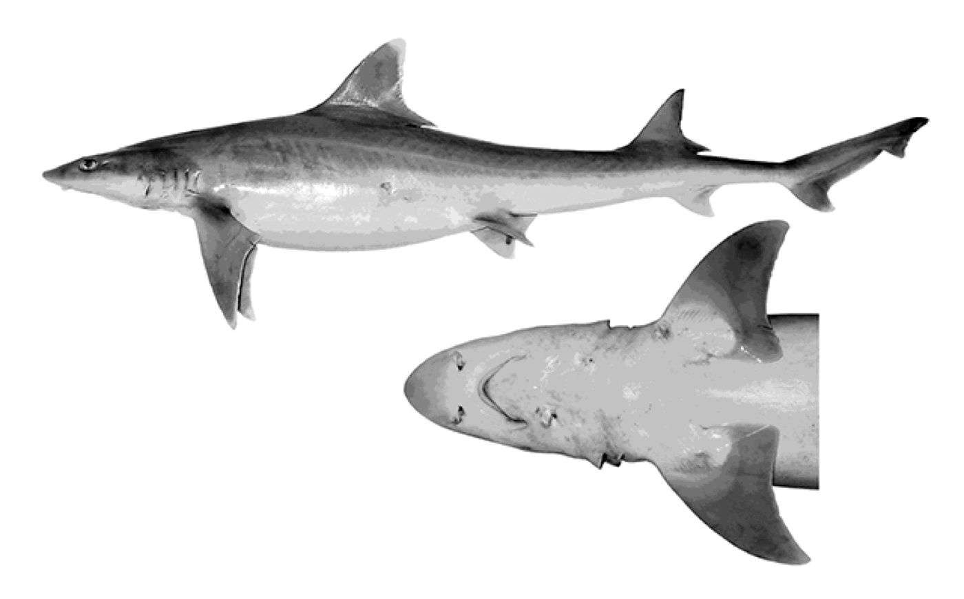 White-fin smooth-hound illustration showing the slender smoothhound profile and pale fin edges; not to scale.