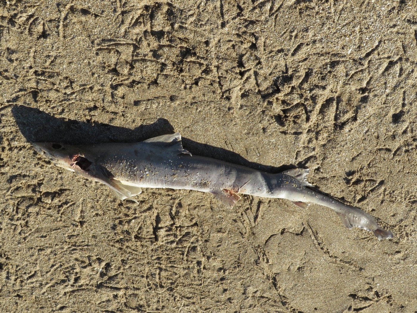 Narrownose smooth-hound photograph showing the slender body and pointed snout; not to scale.