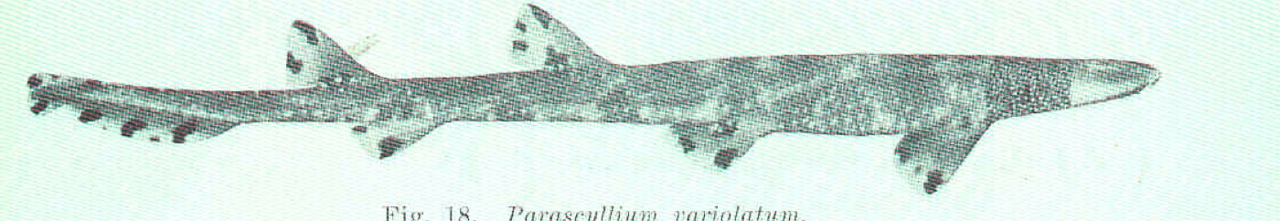 Historic necklace carpetshark reference image showing the compact body and saddle markings; not to scale.