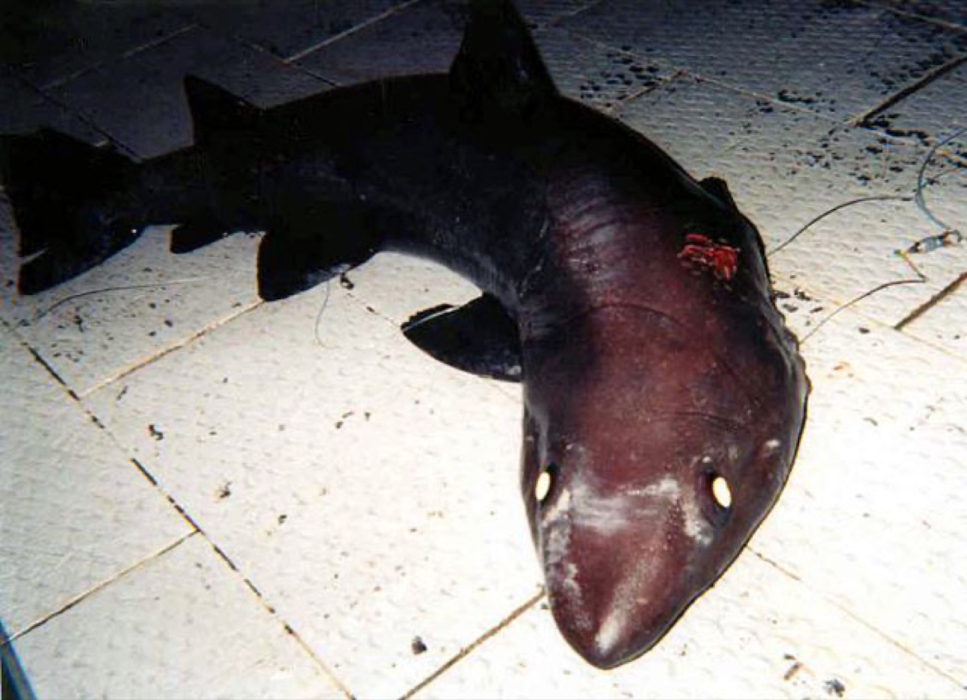 Bigeye sand tiger reference photograph showing the long body and large eyes; not to scale.