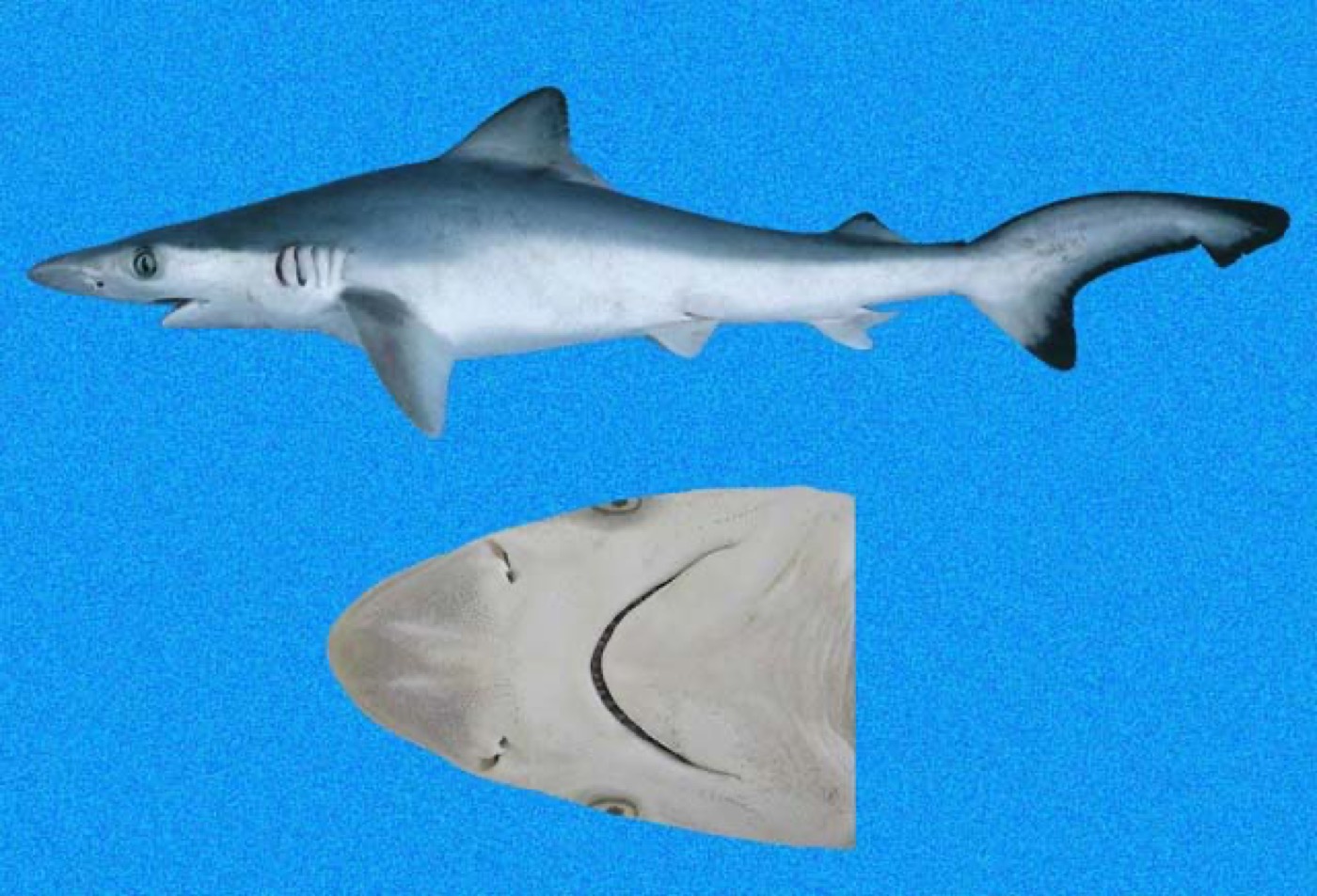 Pacific sharpnose shark reference image showing the narrow snout and slender body; not to scale.