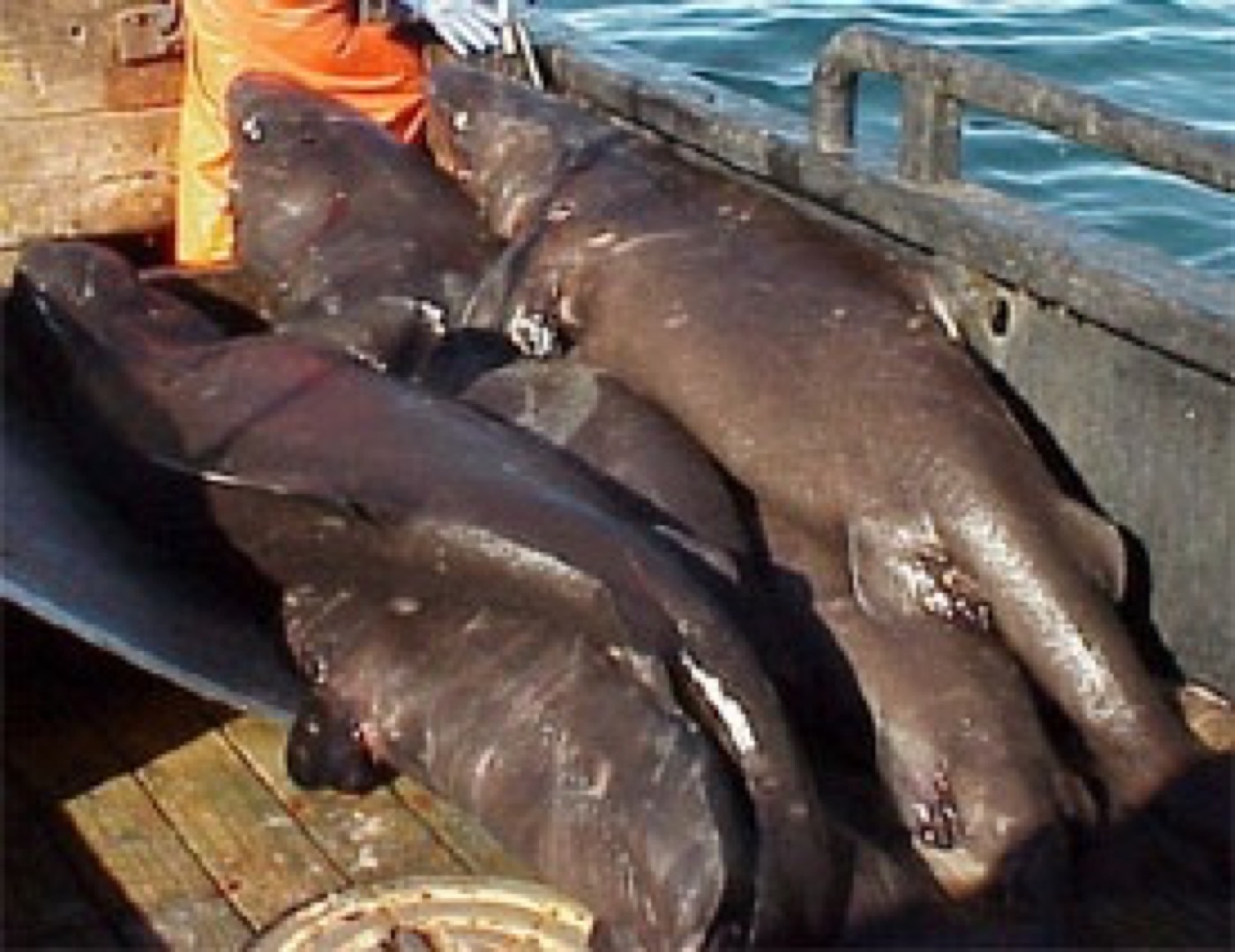 Pacific sleeper shark reference photograph showing the blunt head and heavy body; not to scale.