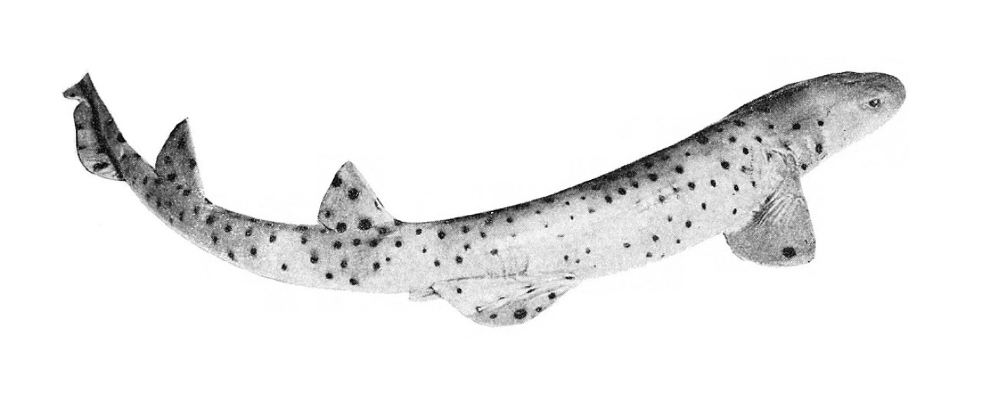 Rusty carpetshark scientific illustration showing the squat body and barred patterning; not to scale.
