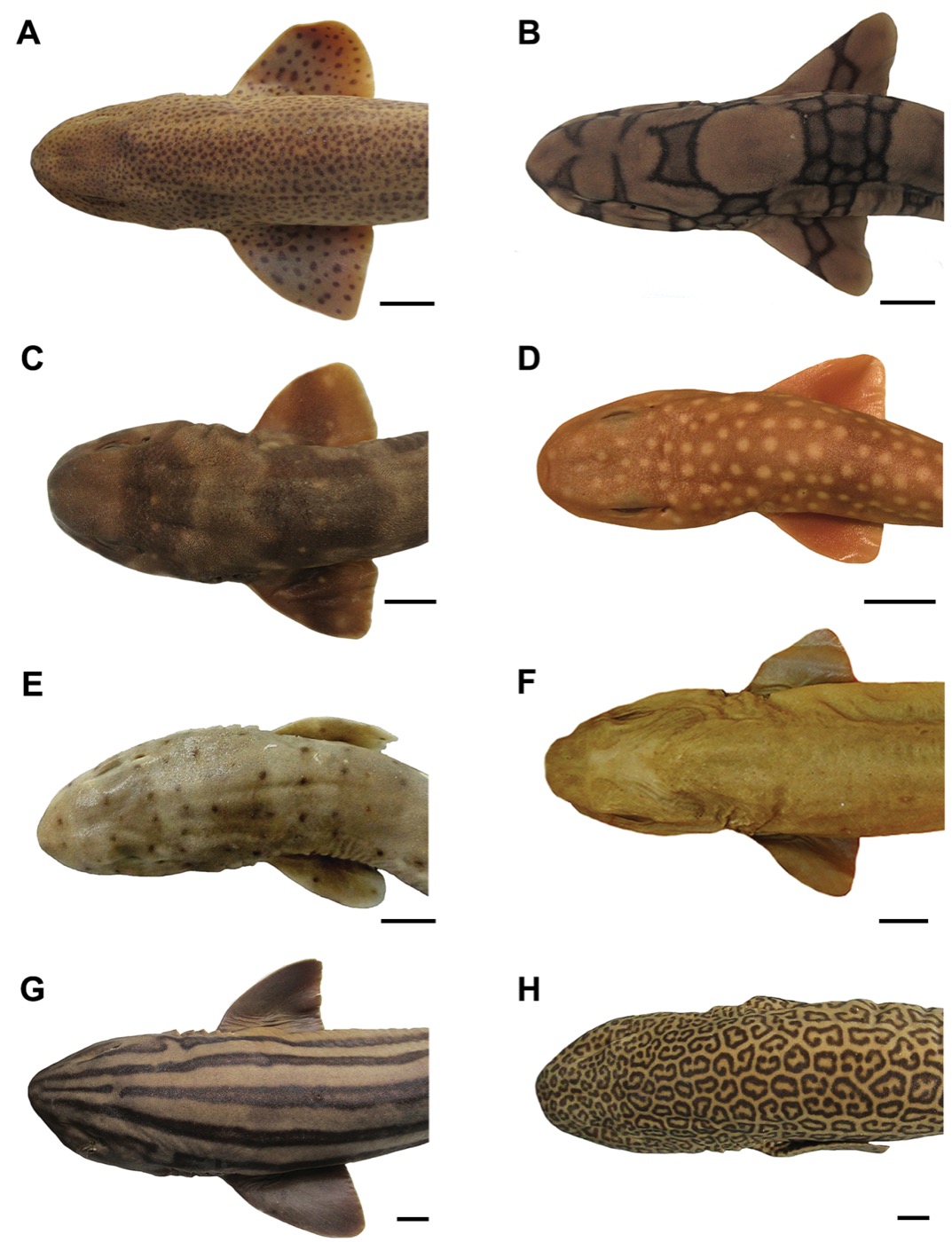 Published scientific figure depicting Parmaturus angelae; not to scale.