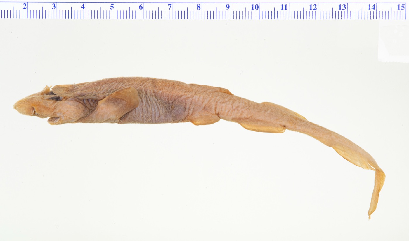 USNM specimen photograph of Parmaturus campechiensis in profile; not to scale.