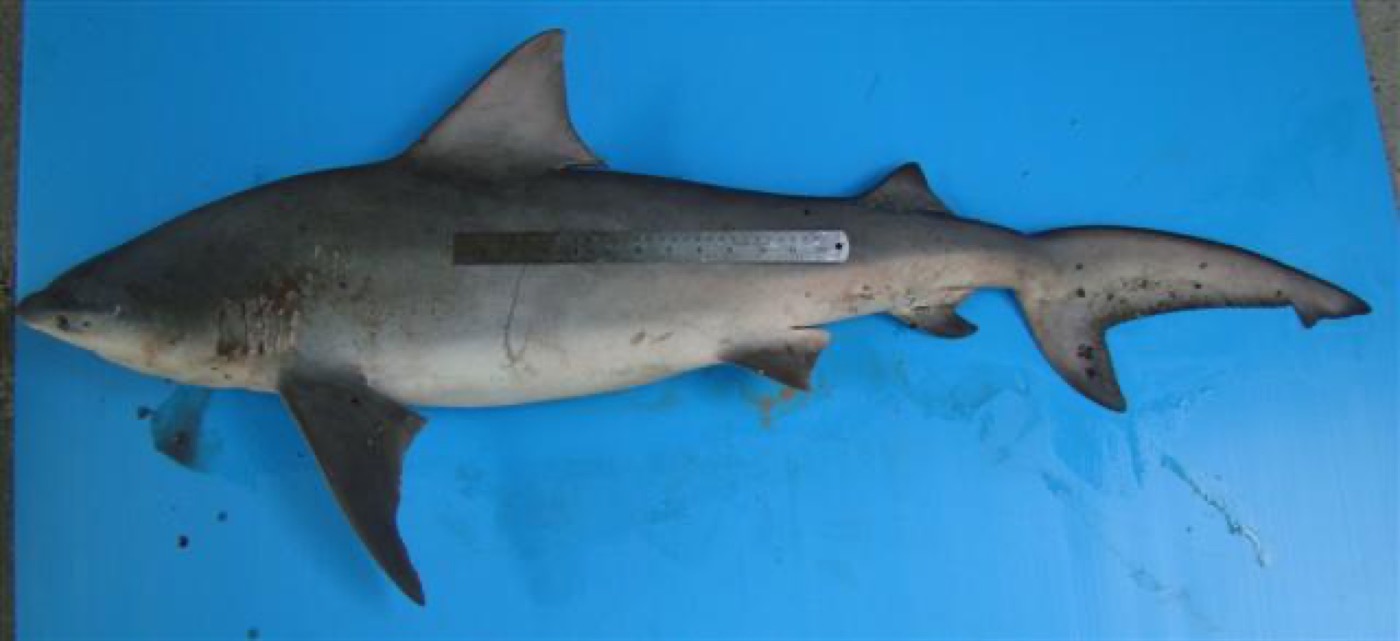 Pigeye shark reference photograph showing the robust body and short rounded snout; not to scale.