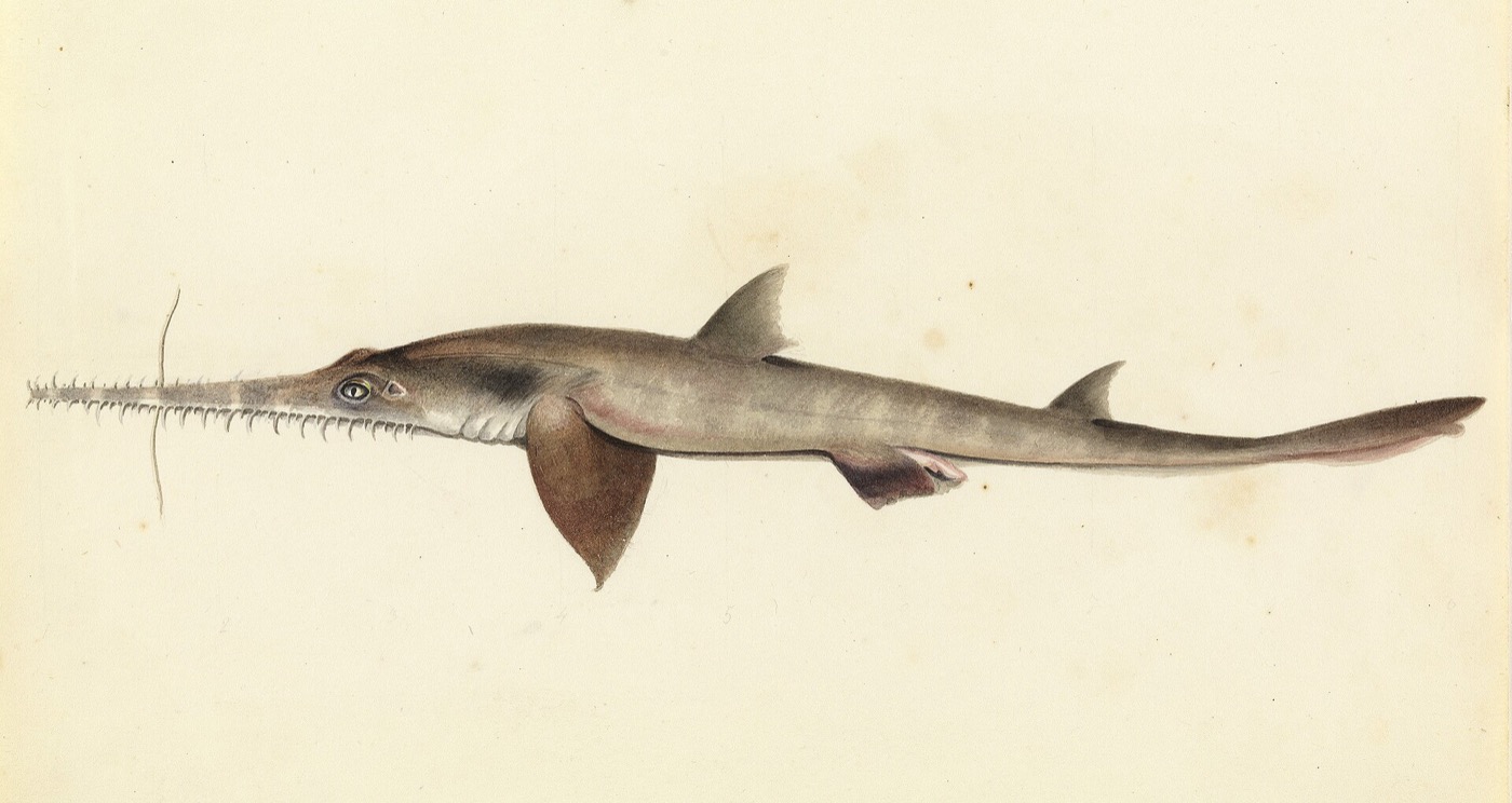 Historic longnose sawshark illustration showing the extended toothed rostrum and slim body; not to scale.