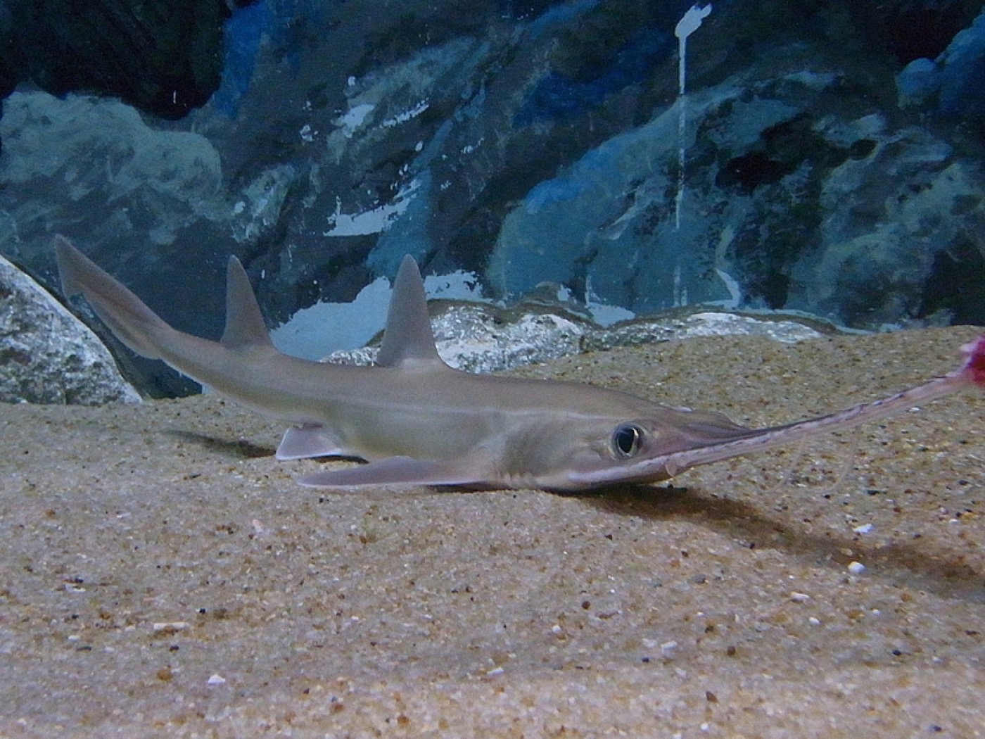 Japanese sawshark photograph showing the toothed rostrum and barbels; not to scale.