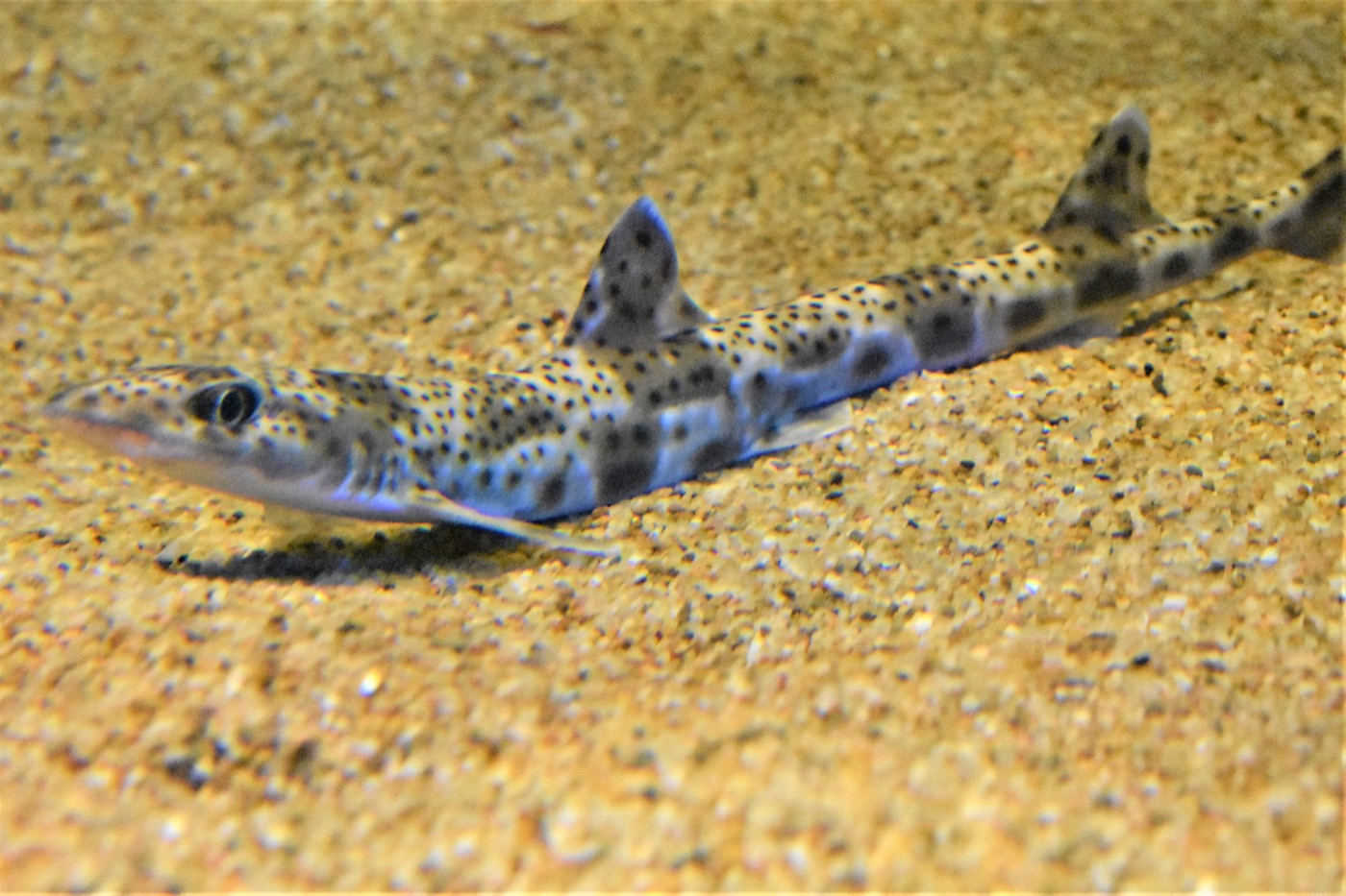 Proscyllium habereri photographed in an aquarium display; not to scale.