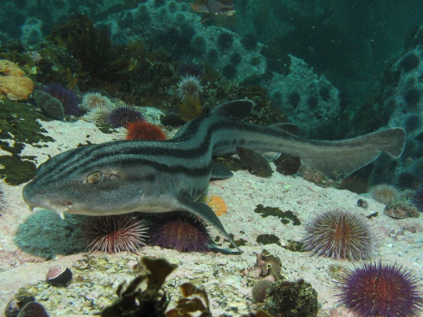 Pyjama shark photograph showing the bold longitudinal stripes and catshark body shape; not to scale.