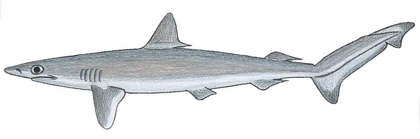Brazilian sharpnose shark specimen photograph showing the narrow body and pointed snout; not to scale.