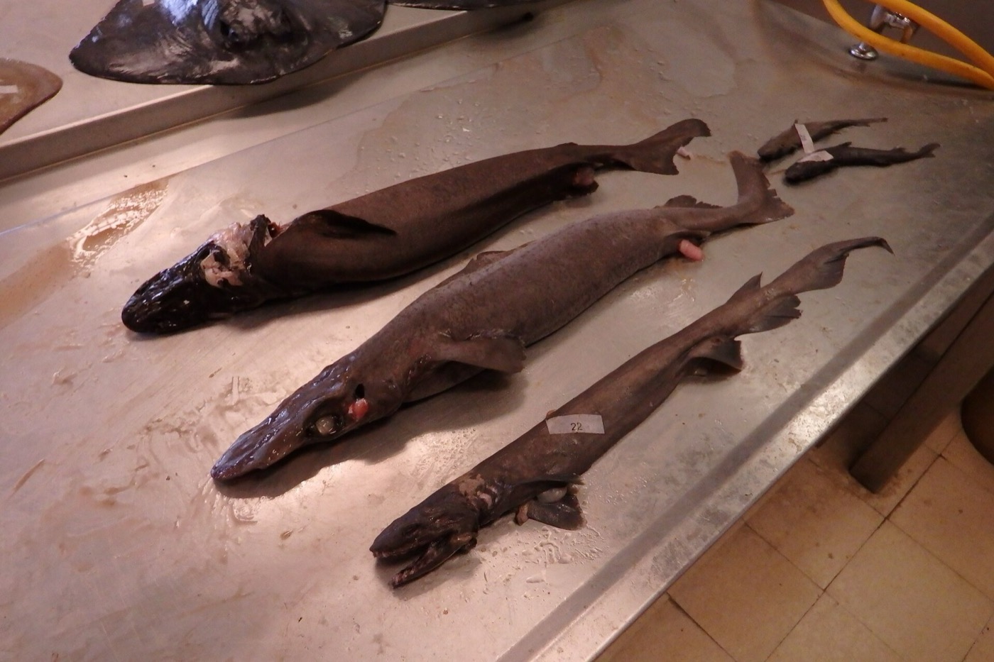 Rough longnose dogfish photograph showing the elongated snout and deep-sea dogfish body; not to scale.