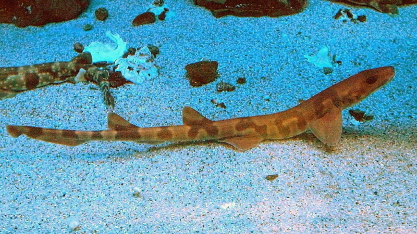 Saddle carpetshark photograph showing the short body, barbels, and dark saddles; not to scale.