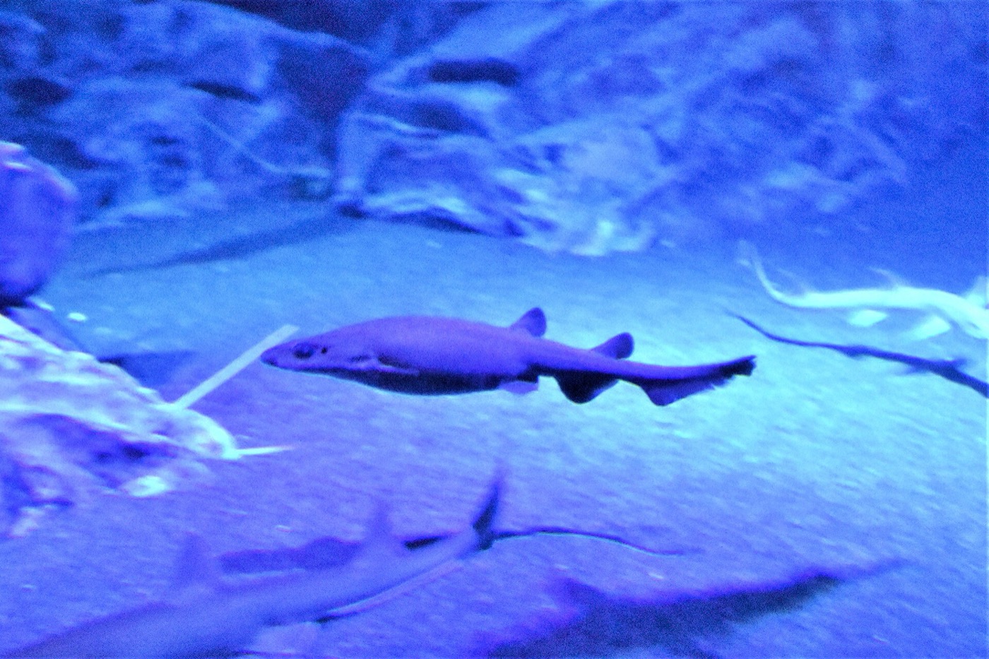 Salamander catshark aquarium photograph showing the elongated catshark body and mottled brown pattern; not to scale.