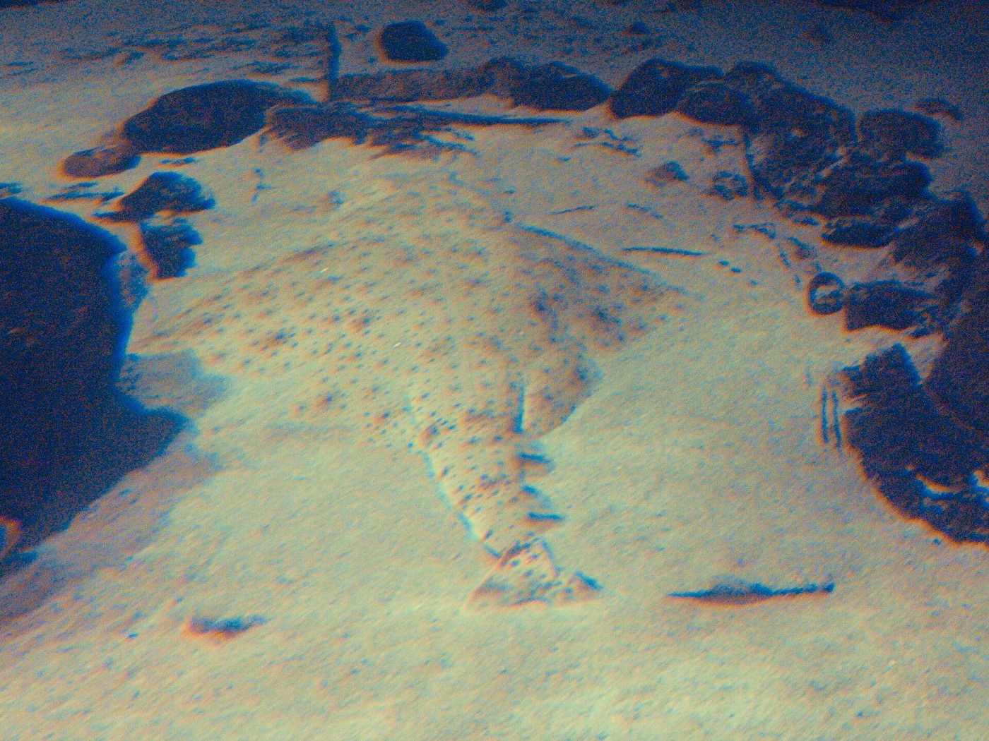 Sawback angelshark aquarium photograph showing the flattened disc and patterned back; not to scale.