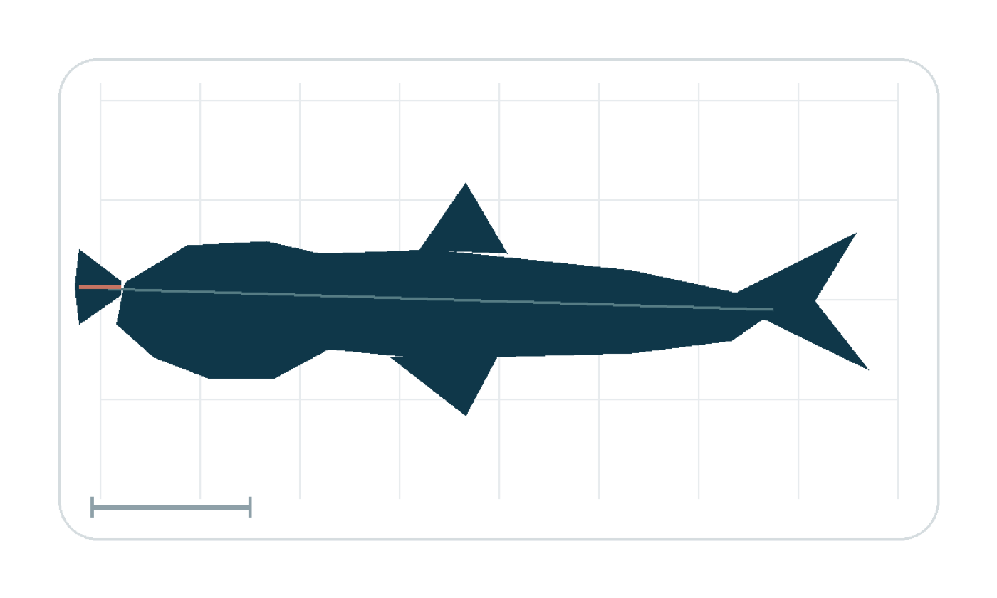 Silhouette study highlighting the cephalofoil and cruising profile; not to scale.