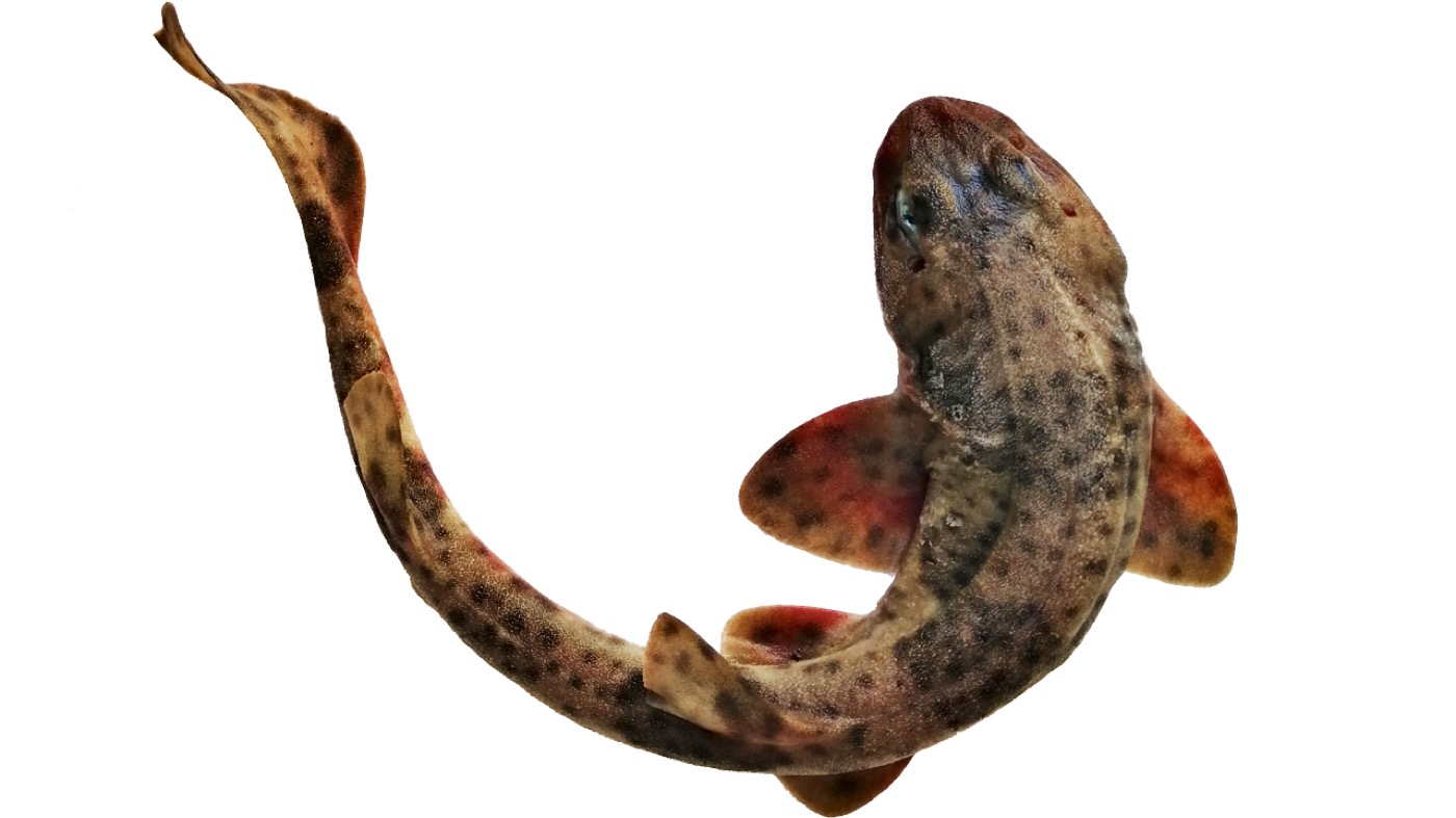Redspotted catshark photograph showing the elongated body and dark spotted patterning; not to scale.